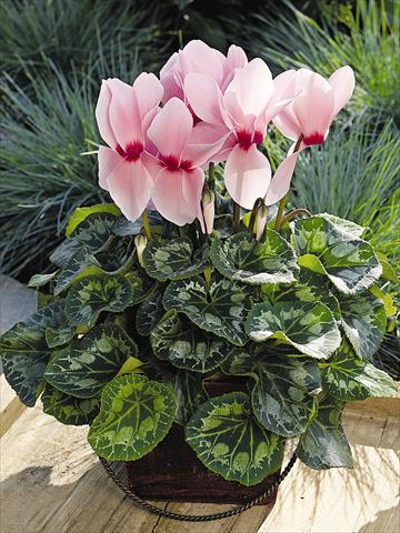 Photos von Blumenvarianten benutzt als: Topf und Beet Cyclamen persicum Sierra Synchro Light Pink with Eye