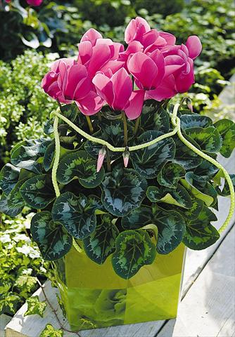 Photos von Blumenvarianten benutzt als: Topf und Beet Cyclamen persicum Sierra Synchro Rose