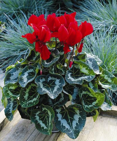 Photos von Blumenvarianten benutzt als: Topf und Beet Cyclamen persicum Sierra Synchro Scarlet