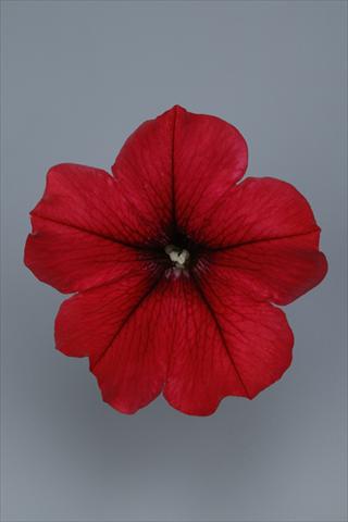 Photos von Blumenvarianten benutzt als: Topf und Beet Petunia pendula Surfinia® Table Dark Red