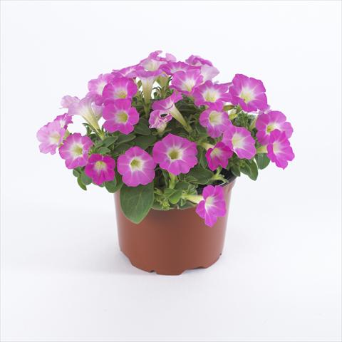 Photos von Blumenvarianten benutzt als: Topf und Beet Petunia pendula Surfinia® Table Pink Morn