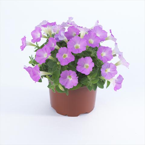 Photos von Blumenvarianten benutzt als: Topf und Beet Petunia pendula Surfinia® Table Soft Pink