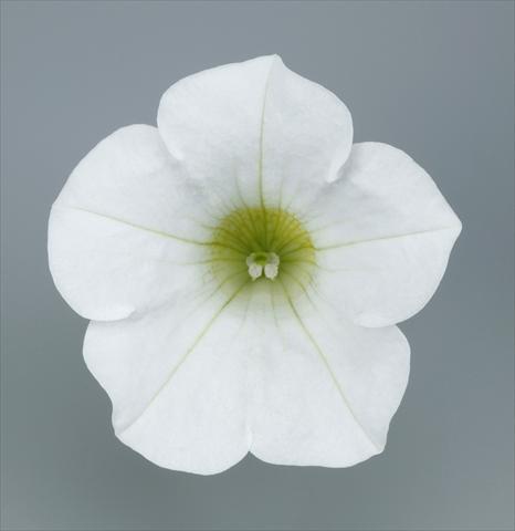 Photos von Blumenvarianten benutzt als: Topf und Beet Petunia pendula Surfinia® Table White