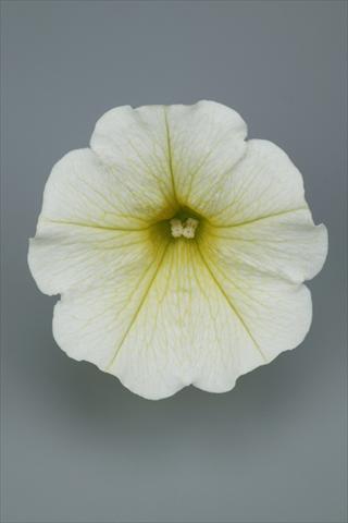 Photos von Blumenvarianten benutzt als: Topf und Beet Petunia pendula Surfinia® Table Yellow
