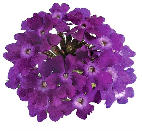 Photos von Blumenvarianten benutzt als: Topf, Beet, Terrasse, Ampel Verbena Benella Violet
