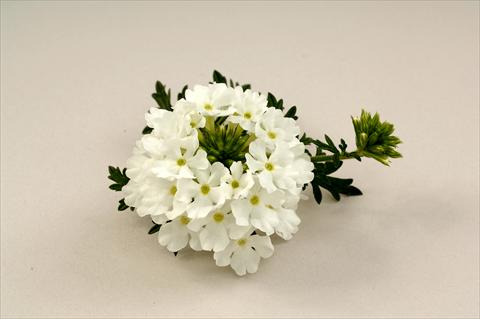 Photos von Blumenvarianten benutzt als: Topf, Beet, Terrasse, Ampel Verbena Benella White