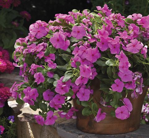 Photos von Blumenvarianten benutzt als: Topf, Beet, Terrasse, Ampel Catharanthus roseus - Vinca Cora Cascade Lilac