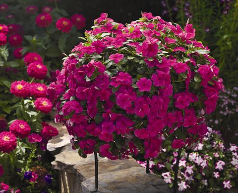 Photos von Blumenvarianten benutzt als: Topf, Beet, Terrasse, Ampel Catharanthus roseus - Vinca Cora Cascade Magenta