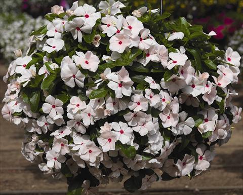 Photos von Blumenvarianten benutzt als: Topf, Beet, Terrasse, Ampel Catharanthus roseus - Vinca Cora Cascade Peach Blush