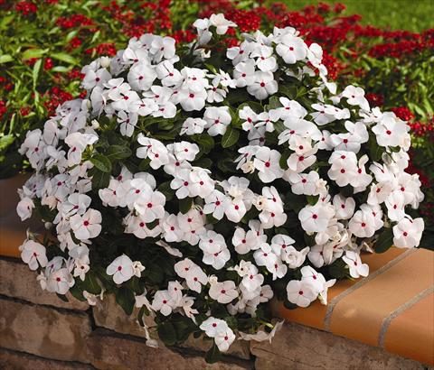 Photos von Blumenvarianten benutzt als: Topf, Beet, Terrasse, Ampel Catharanthus roseus - Vinca Cora Cascade White Polka Dot