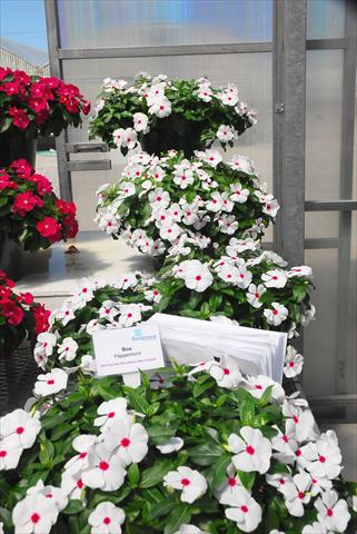 Photos von Blumenvarianten benutzt als: Topf, Terrasse, Ampel. Catharanthus roseus - Vinca Boa Peppermint