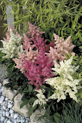 Photos von Blumenvarianten benutzt als: Topf und Beet Astilbe arendsii Astary® Mix