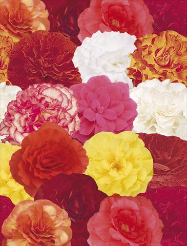 Photos von Blumenvarianten benutzt als: Topf, Beet, Terrasse, Ampel Begonia tuberosa NonStop® Mix