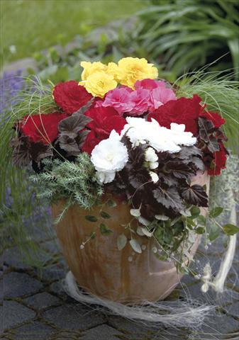 Photos von Blumenvarianten benutzt als: Topf, Beet, Terrasse, Ampel Begonia tuberosa NonStop® Mocca Mix