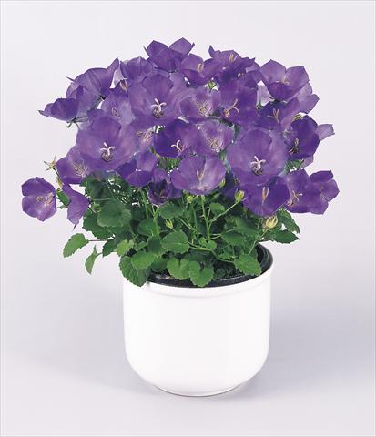 Photos von Blumenvarianten benutzt als: Topf und Beet Campanula carpatica Clips® Blue