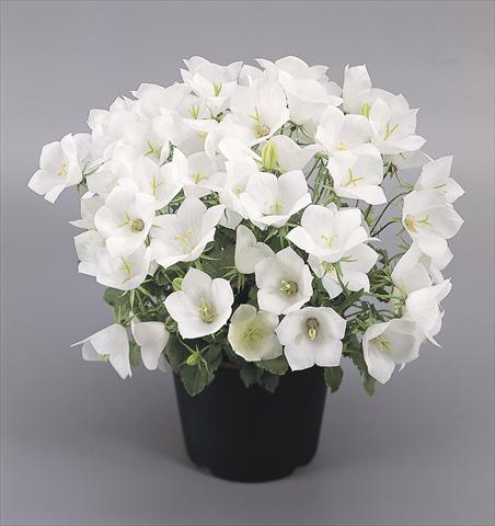 Photos von Blumenvarianten benutzt als: Topf und Beet Campanula carpatica Clips® White