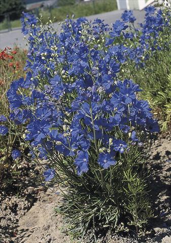 Photos von Blumenvarianten benutzt als: Topf und Beet Delphinium grandiflorum Blue Mirror