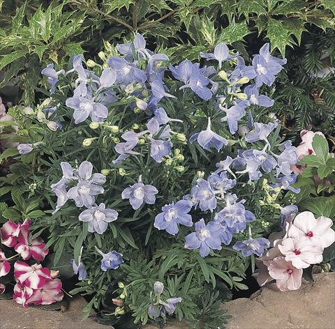 Photos von Blumenvarianten benutzt als: Topf und Beet Delphinium grandiflorum Summer Blues®