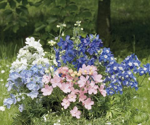Photos von Blumenvarianten benutzt als: Topf und Beet Delphinium grandiflorum Summer Colors