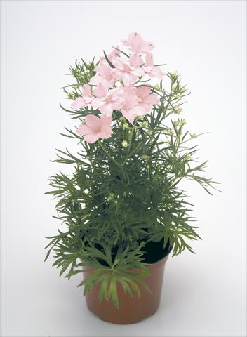 Photos von Blumenvarianten benutzt als: Topf und Beet Delphinium grandiflorum Summer Morning