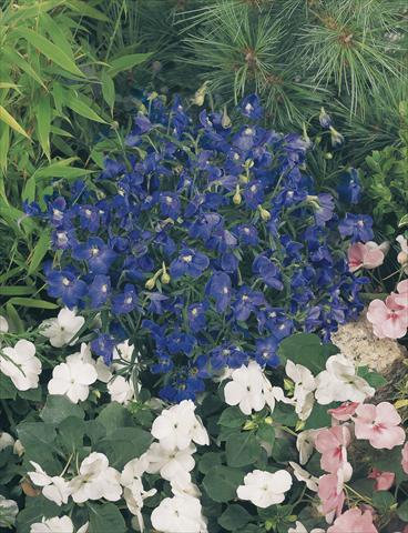 Photos von Blumenvarianten benutzt als: Topf und Beet Delphinium grandiflorum Summer Nights