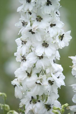 Photos von Blumenvarianten benutzt als: Topf und Beet Delphinium hybrida Benary