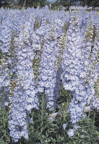 Photos von Blumenvarianten benutzt als: Topf und Beet Delphinium hybrida Benary