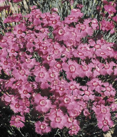 Photos von Blumenvarianten benutzt als: Topf und Beet Dianthus Grandiflorus
