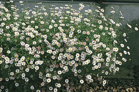Photos von Blumenvarianten benutzt als: Topf und Beet Erigeron karvinskianus Profusion