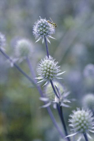 Photos von Blumenvarianten benutzt als: Schnittblume Eryngium planum Blue Glitter