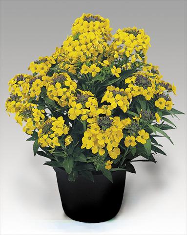 Photos von Blumenvarianten benutzt als: Topf und Beet Erysimum suffruticosum Gold Dust