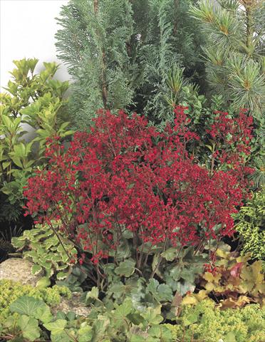 Photos von Blumenvarianten benutzt als: Topf und Beet Heuchera sanguinea Ruby Bells