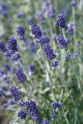 Photos von Blumenvarianten benutzt als: Topf und Beet Lavandula angustifolia Vicenza Blue