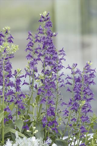 Photos von Blumenvarianten benutzt als: Topf und Beet Lobelia speciosa Fan® Blue