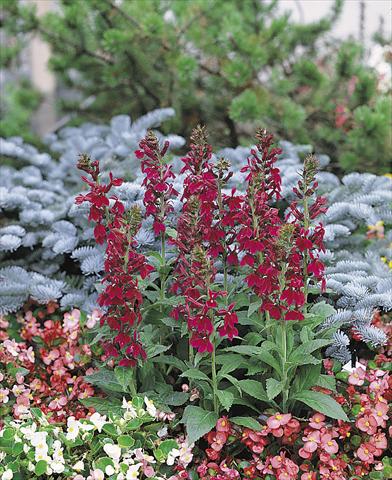 Photos von Blumenvarianten benutzt als: Topf und Beet Lobelia speciosa Compliment Deep Red