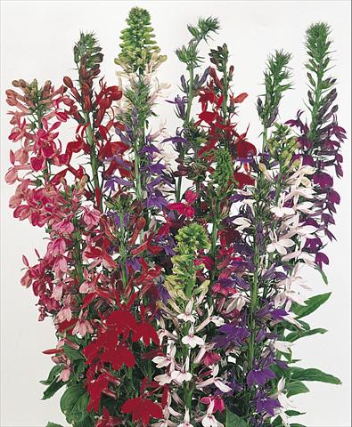 Photos von Blumenvarianten benutzt als: Topf und Beet Lobelia speciosa Compliment Mix