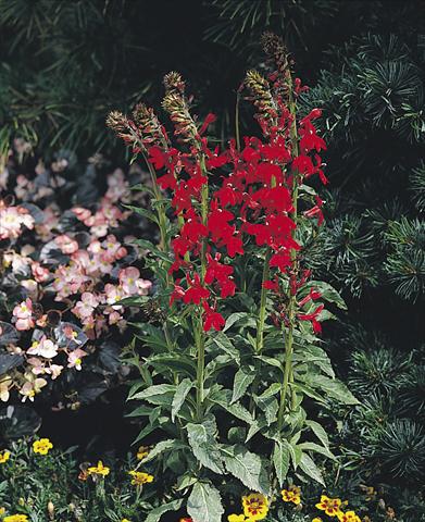 Photos von Blumenvarianten benutzt als: Topf und Beet Lobelia speciosa Compliment Scarlet
