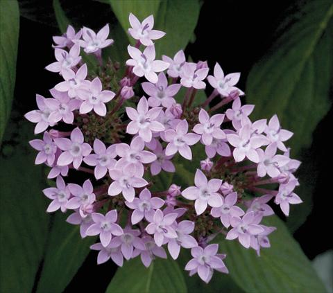 Photos von Blumenvarianten benutzt als: Topf und Beet Pentas lanceolata Northern Lights Lavender