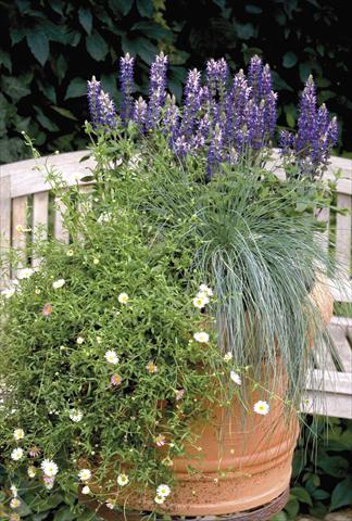 Photos von Blumenvarianten benutzt als: Topf und Beet Salvia x superba Adora Blue