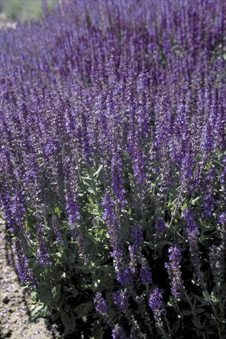 Photos von Blumenvarianten benutzt als: Beet- / Rabattenpflanze Salvia x superba Dwarf Blue Queen®