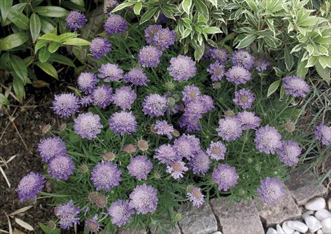 Photos von Blumenvarianten benutzt als: Topf und Beet Scabiosa japonica var alpina Ritz blue