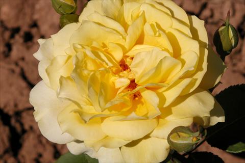 Photos von Blumenvarianten benutzt als: Beet- / Rabattenpflanze Rosa Tea Banzai®
