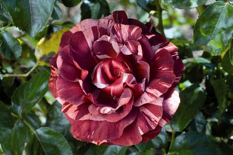 Photos von Blumenvarianten benutzt als: Beet- / Rabattenpflanze Rosa rampicante GP Brownie®