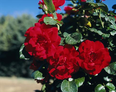 Photos von Blumenvarianten benutzt als: Beet- / Rabattenpflanze Rosa rampicante GP Negresco®