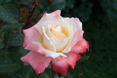 Photos von Blumenvarianten benutzt als: Beet- / Rabattenpflanze Rosa Tea Laetitia Casta®