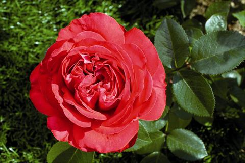 Photos von Blumenvarianten benutzt als: Beet- / Rabattenpflanze Rosa Tea Marylou®