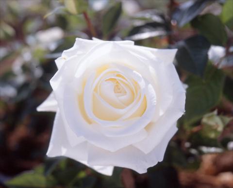 Photos von Blumenvarianten benutzt als: Beet- / Rabattenpflanze Rosa Tea Metropolitan®