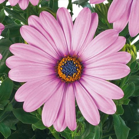 Photos von Blumenvarianten benutzt als: Topf und Beet Osteospermum Margarita fides® Lilac