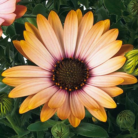 Photos von Blumenvarianten benutzt als: Topf und Beet Osteospermum Margarita fides® Sunset
