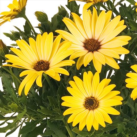Photos von Blumenvarianten benutzt als: Topf und Beet Osteospermum Margarita fides® Yellow Imp
